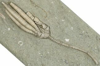 Fossil Crinoid (Scytalocrinus) - Crawfordsville, Indiana #291795
