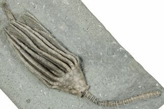 Fossil Crinoid (Macrocrinus) - Crawfordsville, Indiana #291799