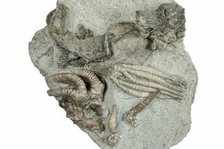 Fossil Crinoid, Brachiopod, Coral & Bryozoan Plate - Indiana #291829