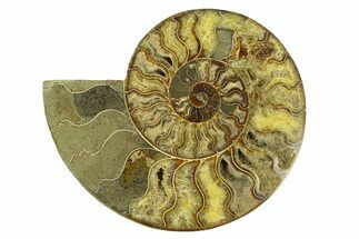 Cut & Polished Ammonite Fossil (Half) - Madagascar #291879