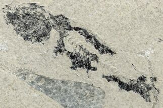 Long, Partially Exposed Fossil Fish (Mioplosus) - Wyoming #292125