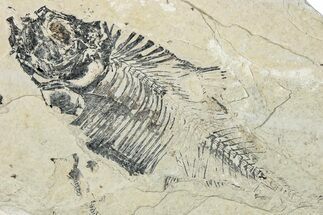 Bargain, Partial Fossil Fish (Diplomystus) - Wyoming #292137