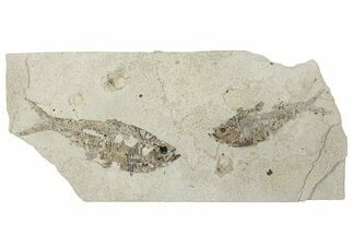 Two Bargain Fossil Fish (Diplomystus) - Wyoming #292149