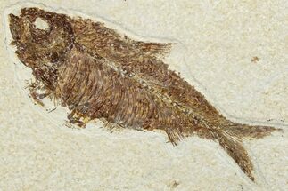 Detailed Fossil Fish (Knightia) - Wyoming #292337