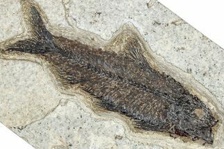 Detailed Fossil Fish (Knightia) - Wyoming #292348