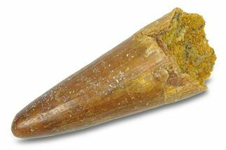 Cretaceous Fossil Crocodylomorph Tooth - Morocco #292220