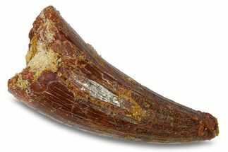 Cretaceous Fossil Crocodylomorph Tooth - Morocco #292221