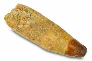 Rooted Crocodylomorph Tooth - Morocco #292227