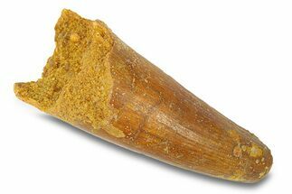 Cretaceous Fossil Crocodylomorph Tooth - Morocco #292229