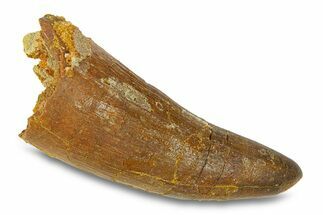 Cretaceous Fossil Crocodylomorph Tooth - Morocco #292235