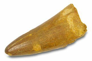 Cretaceous Fossil Crocodylomorph Tooth - Morocco #292243