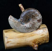 Hoploscaphites Ammonite With Custom Base - SD #16258