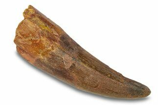 Cretaceous Fossil Crocodylomorph Tooth - Morocco #292247
