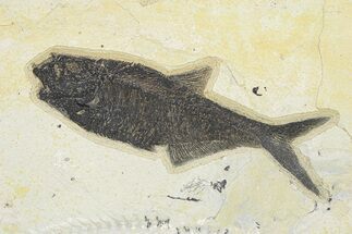 Detailed Fossil Fish (Diplomystus) - Wyoming #292362