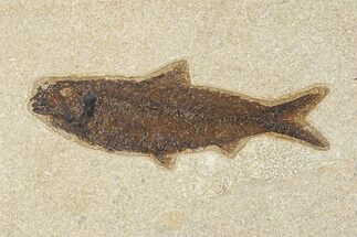 Detailed Fossil Fish (Knightia) - Large For Species #292365