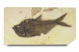 Fish Fossils For Sale