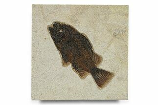 Superb Fossil Fish (Priscacara) - Green River Formation #292393