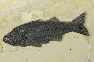 Uncommon Fish Fossil (Mioplosus) - Wyoming #292376
