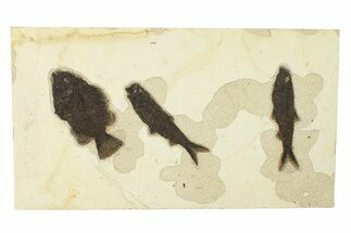 Plate of Three Fossil Fish (Cockerellites & Knightia) - Wyoming #292379
