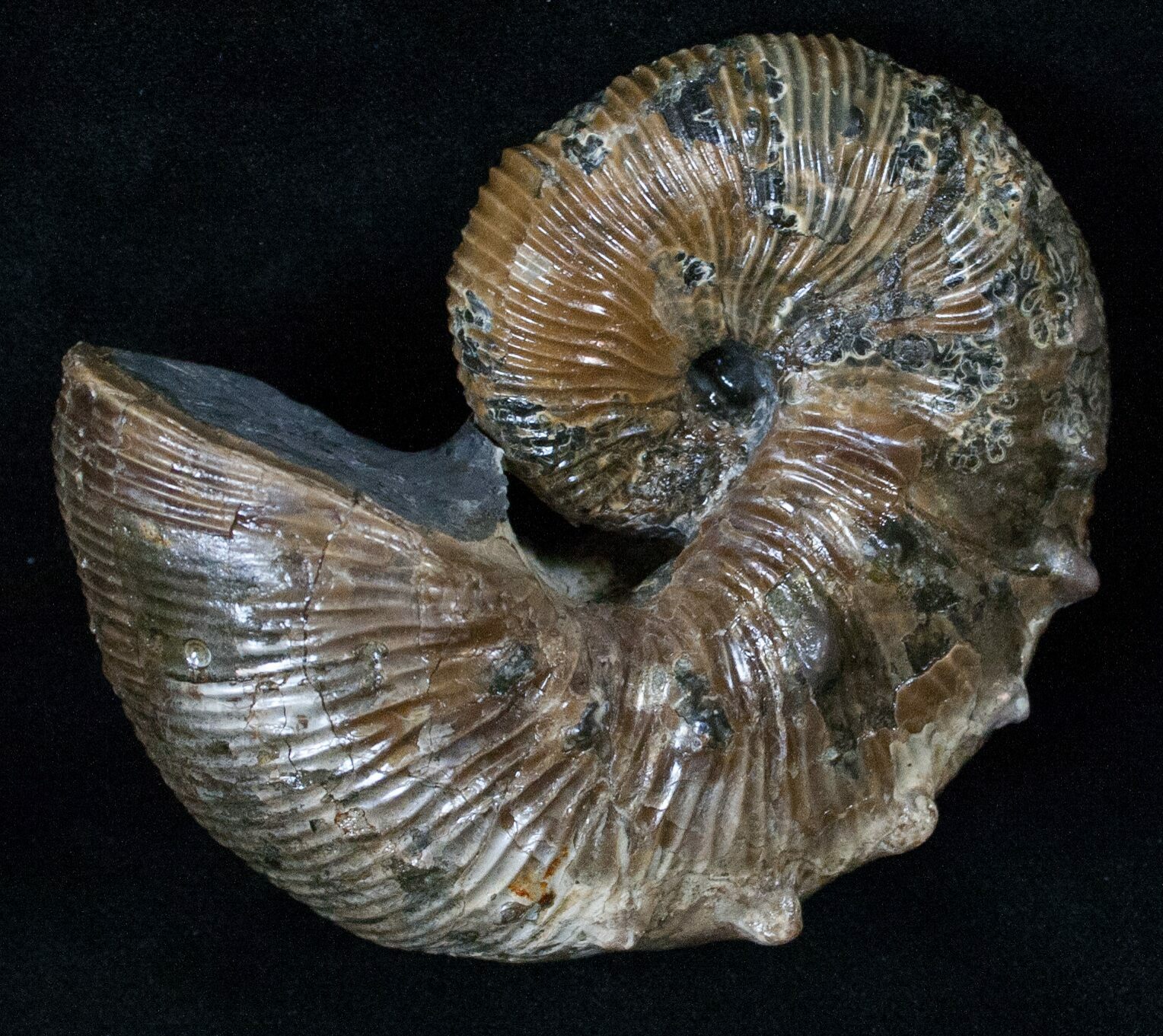 3.2" Hoploscaphites Nodosus Ammonite - Iridescent Shell ...