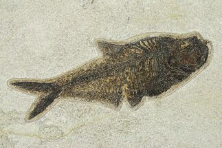 Beautiful Fossil Fish (Diplomystus) - Wyoming #292450