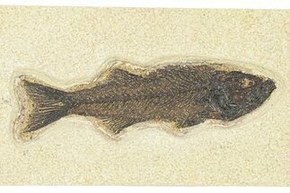 Uncommon Fossil Fish (Mioplosus) - Wyoming #292388
