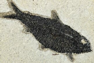 Detailed Fossil Fish (Knightia) - Wyoming #292380