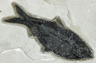 Detailed Fossil Fish (Knightia) - Wyoming #292402