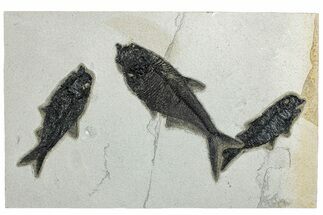 Plate of Three Fossil Fish (Diplomystus & Knightia) - Wyoming #292412
