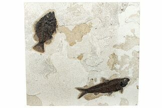 Multiple Fossil Fish (Cockerellites & Knightia) Plate - Wyoming #292469