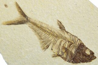Detailed Fossil Fish (Diplomystus) - Wyoming #292479