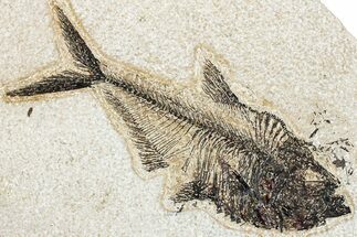 Detailed Fossil Fish (Diplomystus) - Wyoming #292490