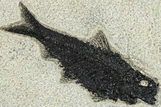 Detailed Fossil Fish (Knightia) - Wyoming #292496