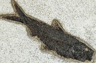 Detailed Fossil Fish (Knightia) - Wyoming #292499