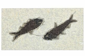 Two Detailed Fossil Fish (Knightia) - Wyoming #292505