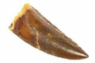 Serrated, Raptor Tooth - Real Dinosaur Tooth #291859