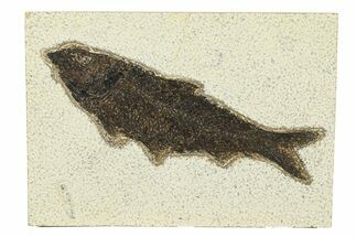 Detailed Fossil Fish (Knightia) - Huge for Species! #292509