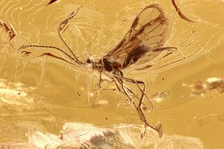 Detailed Fossil Parasitoid Wasp (Braconidae) In Baltic Amber #292394