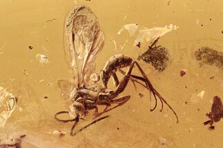 Fossil Spider Wasp, Springtails, and Ant in Baltic Amber #292404