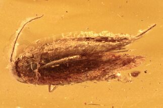 Detailed Fossil Moth (Lepidoptera) in Baltic Amber #292415