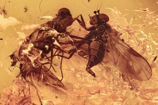 Detailed Fossil Snipe Fly (Rhagionidae) Swarm In Baltic Amber #292437