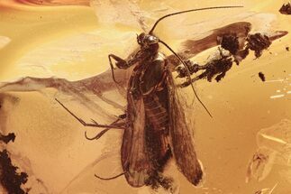Detailed Fossil Caddisfly (Trichoptera) In Baltic Amber #292470