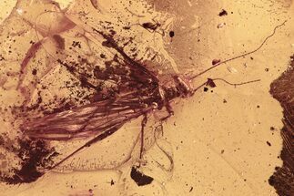 Detailed Fossil Stonefly (Plecoptera) In Baltic Amber #292474