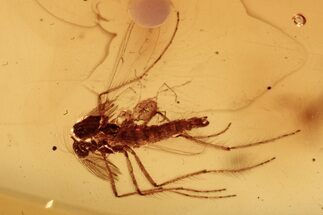Fossil True Midge with Attached Phoretic Mite in Baltic Amber #292492