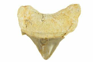 Pathological Otodus Shark Tooth - Morocco #289613