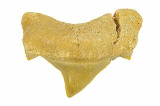 Pathological Otodus Shark Tooth - Morocco #289619