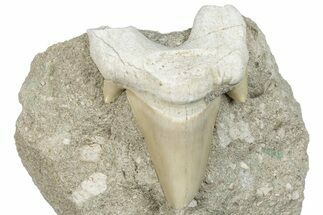 Otodus Shark Tooth Fossil in Rock - Morocco #292005