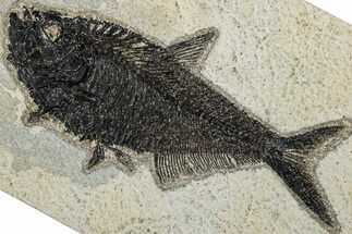 Detailed Fossil Fish (Diplomystus) - Wyoming #292529