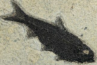 Detailed Fossil Fish (Knightia) - Wyoming #292535