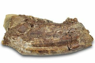 Dinosaur Rib Bone Section - Wyoming #292561